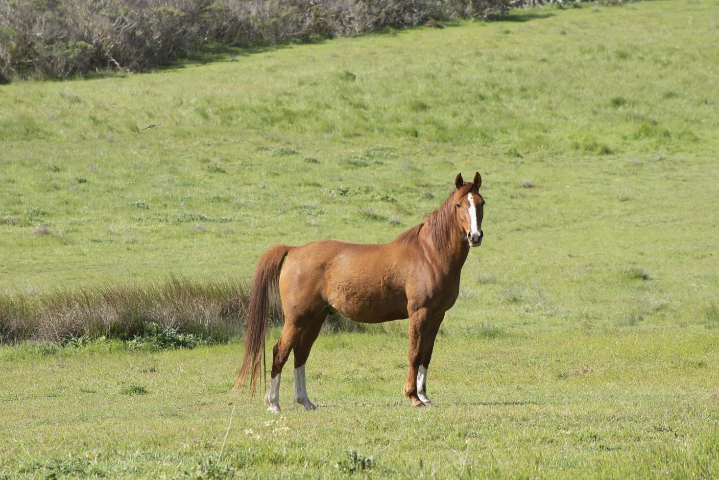Brown horse on green field white strip nose photo