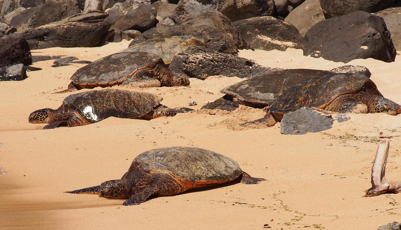 tortugas marinas en la playa en hawaii foto