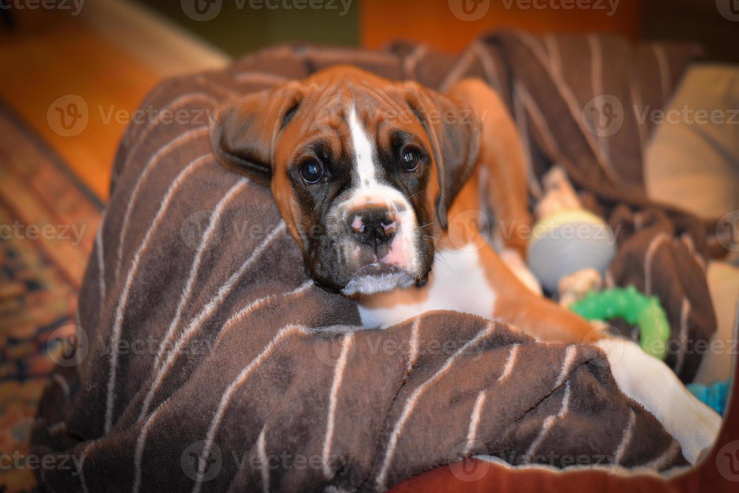 Cute Fawn Boxer Puppy on Brown Background photo