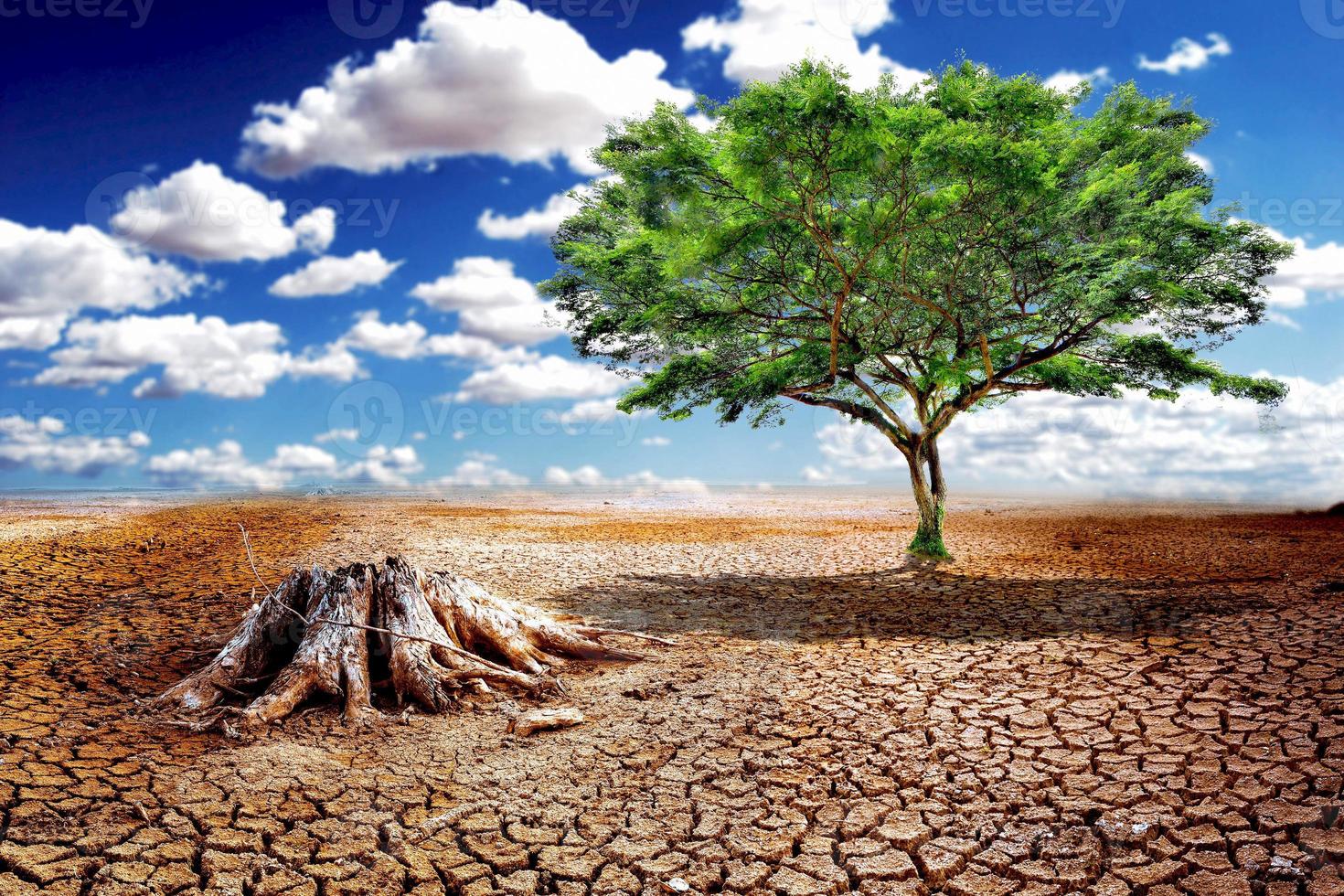Ecology Drought Fighting Life Concept - Lonely Green Tree in Drought photo