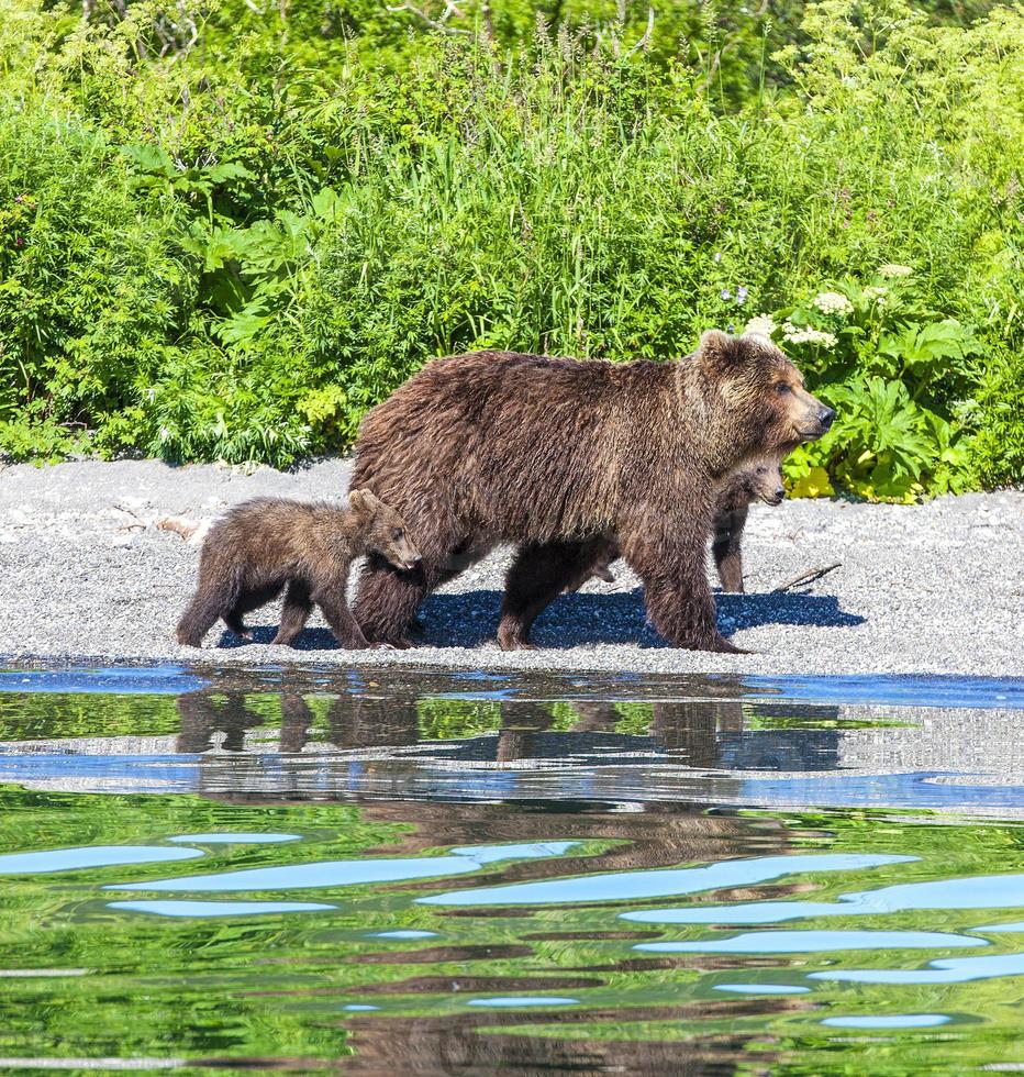 Brown bears on the Kamchatka Peninsula photo