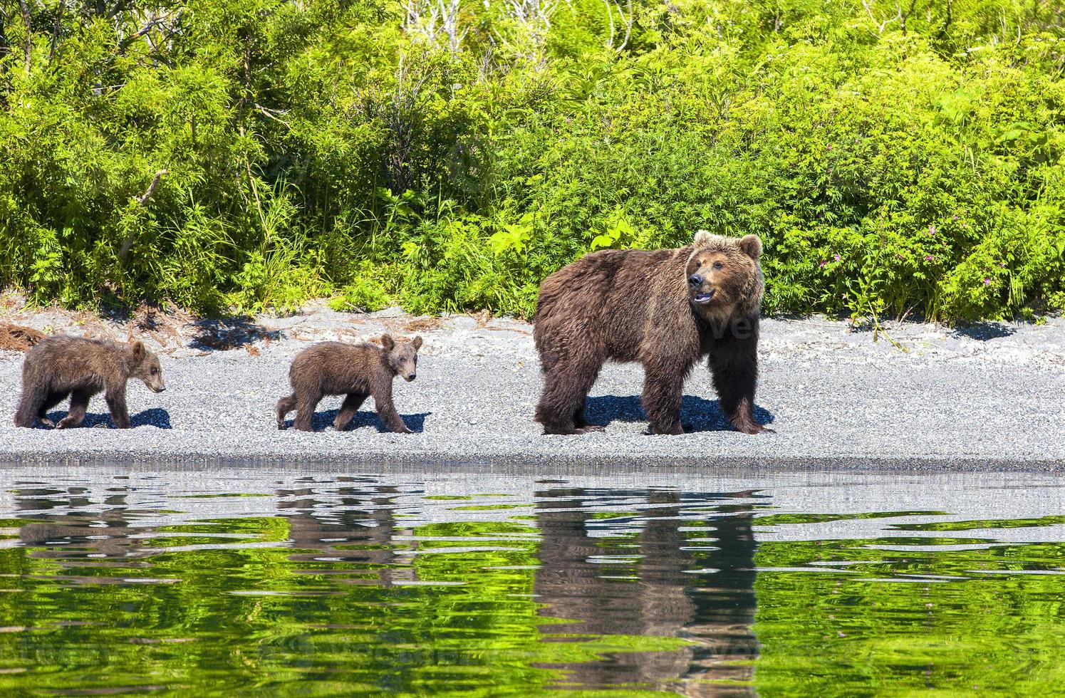 Brown bears on the Kamchatka Peninsula photo