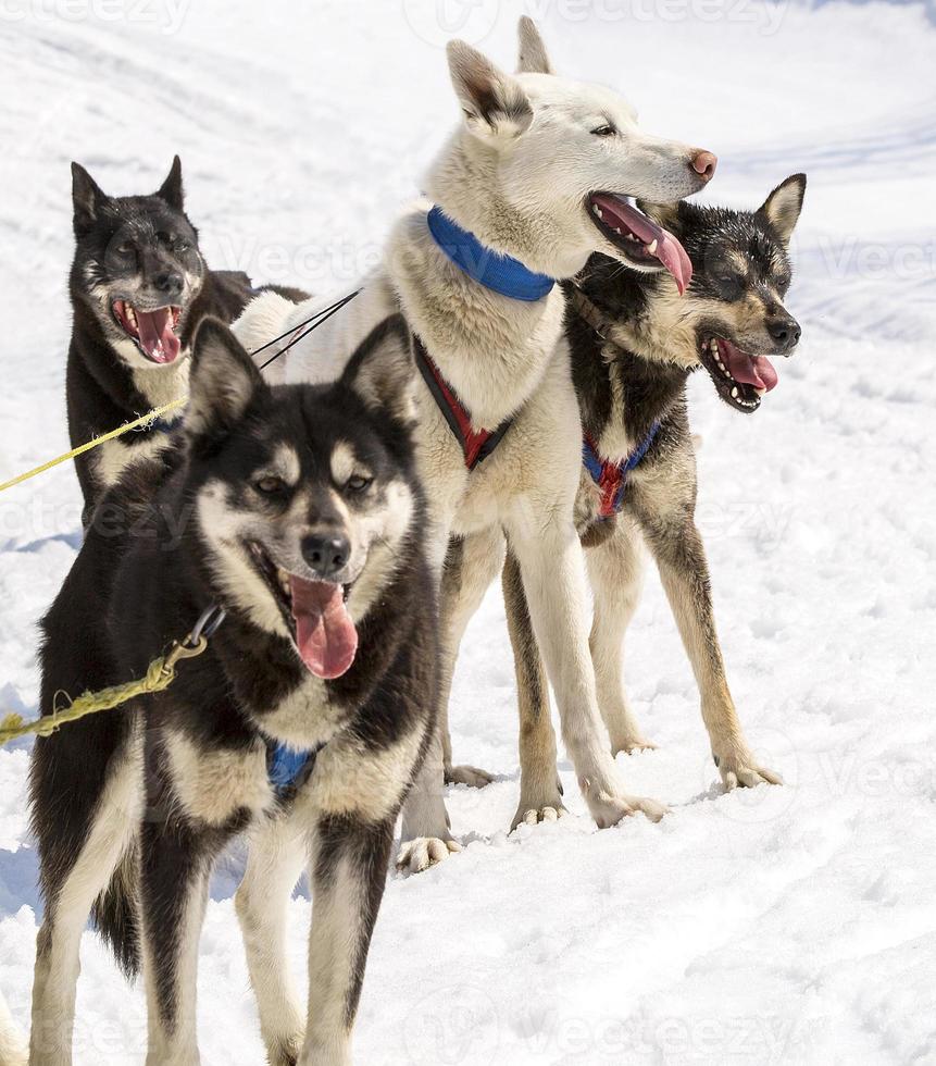 Husky in harness resting on the snow photo