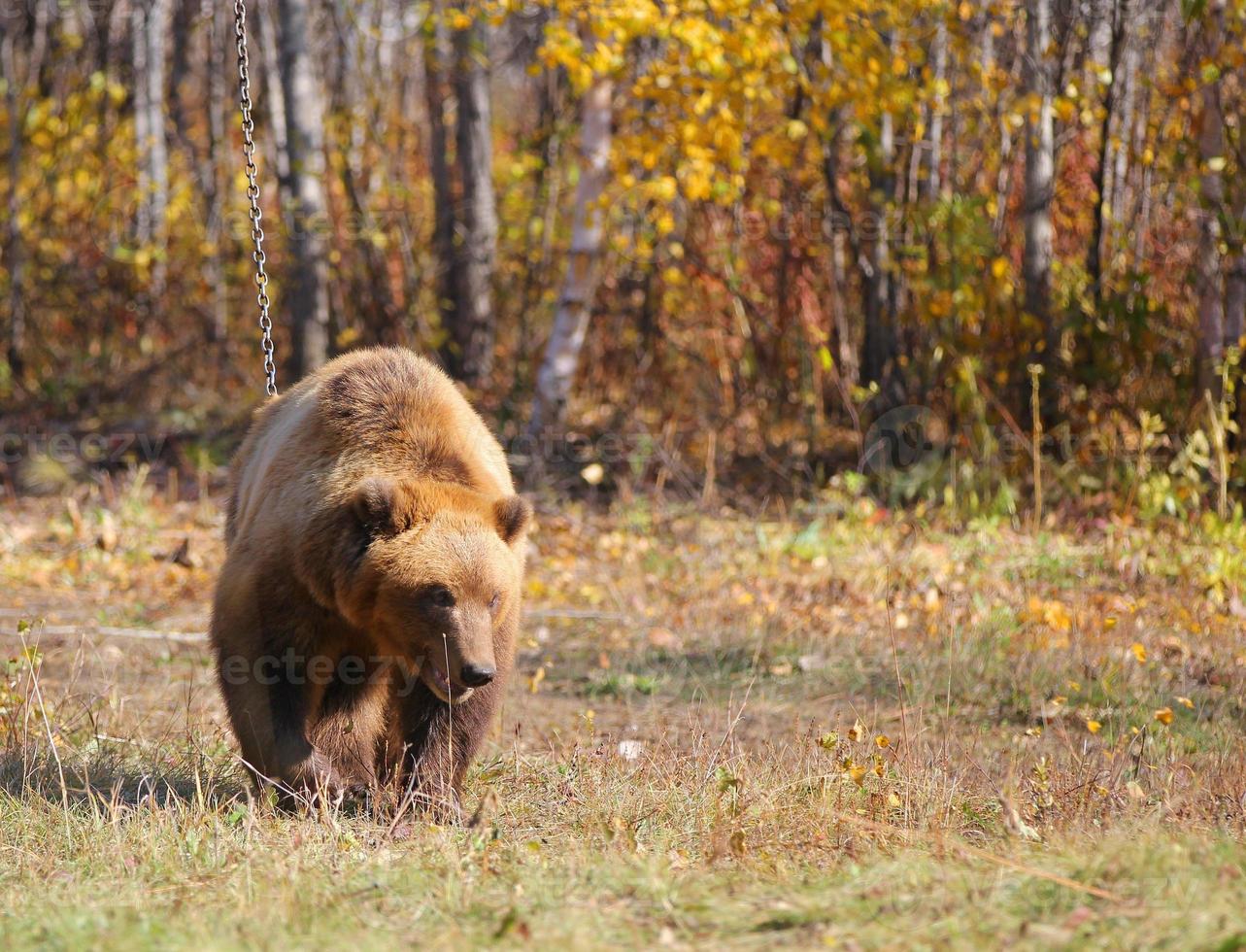 Kamchatka brown bear on a chain in the forest photo