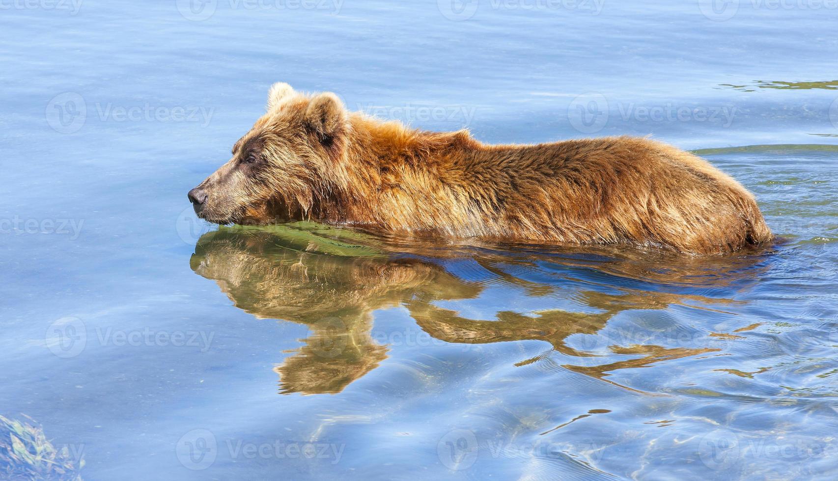 Brown bears on the Kamchatka Peninsula photo