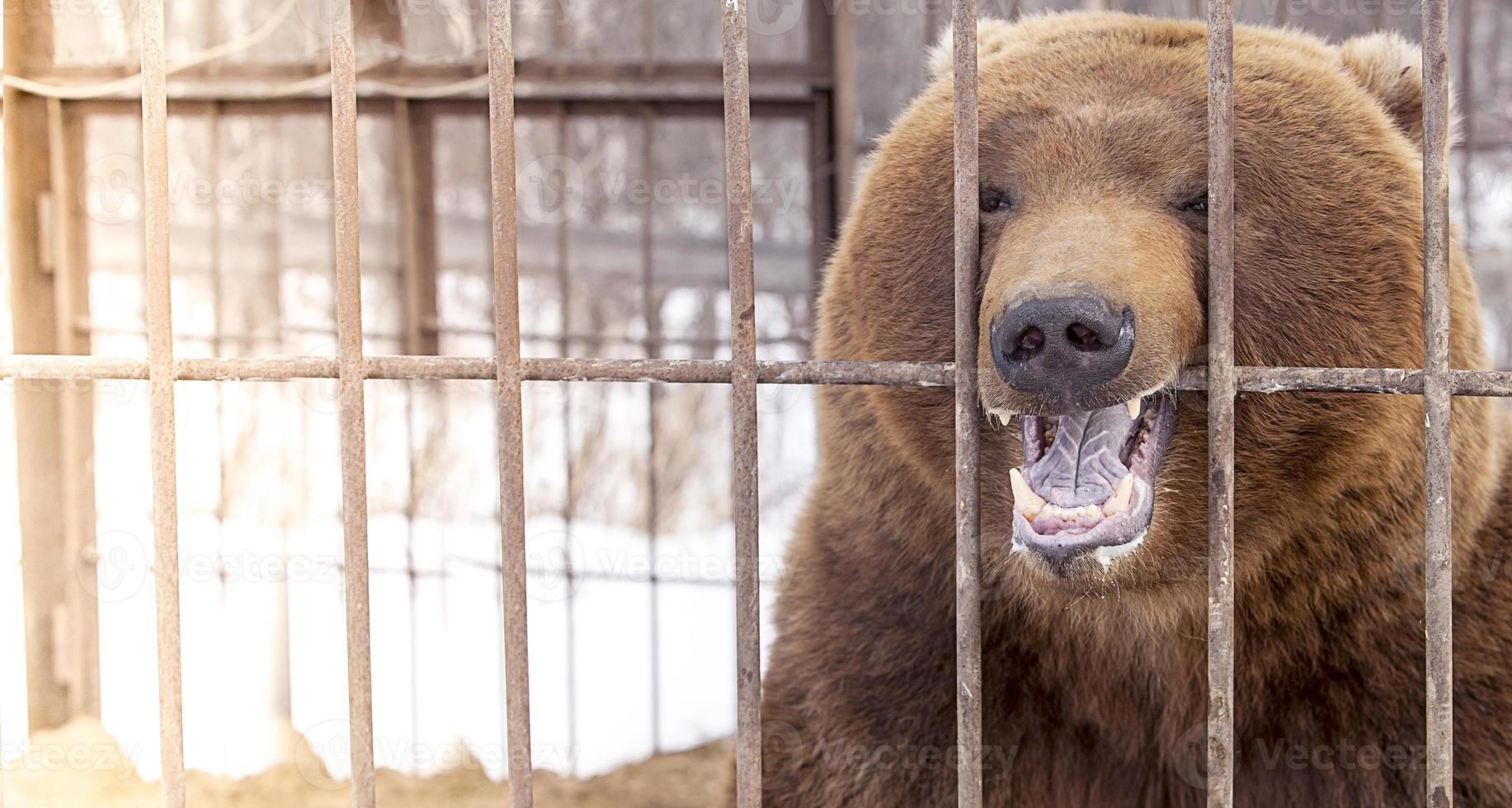brown bear in a cage in Kamchatka Peninsula. Selective focus photo