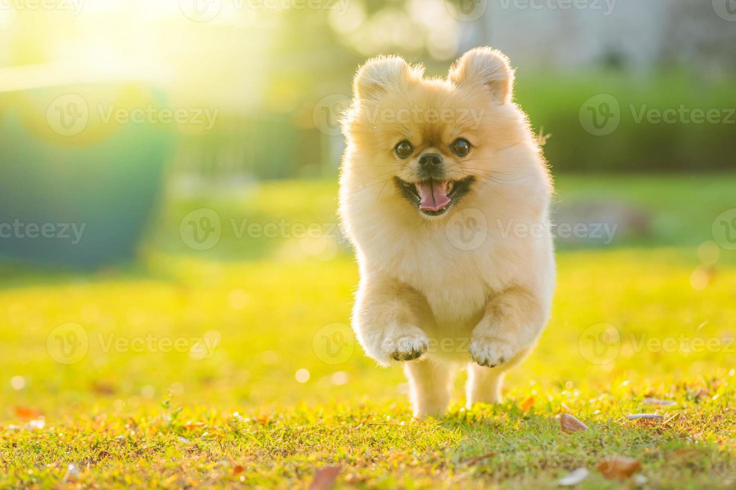 lindos cachorros pomeranian perro pequinés de raza mixta corren en la hierba con felicidad foto