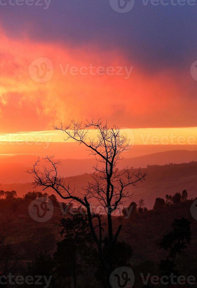 un árbol en la montaña de la colina y hermoso y sol fondo de cielo naranja foto