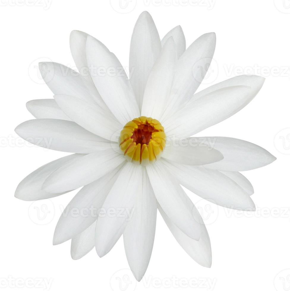 white lotus flower isolated on white background photo
