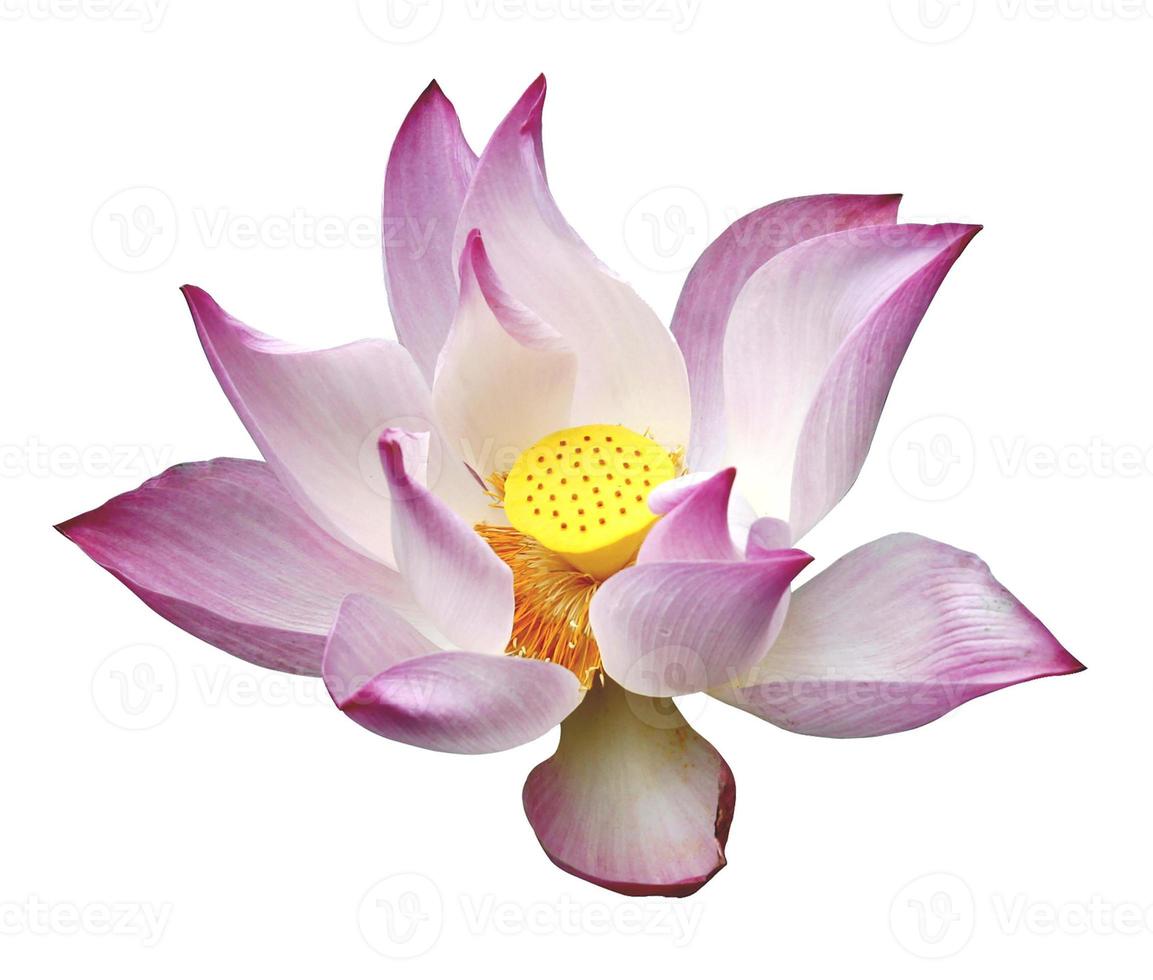 Pink lotus flower isolated on white background photo