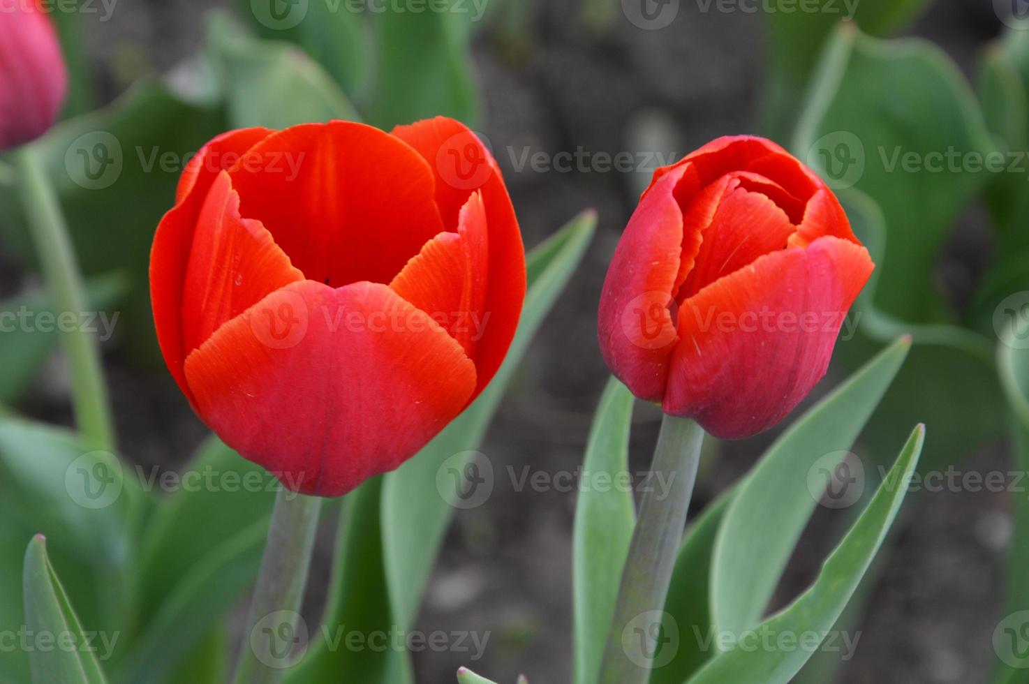 Two bright red tulips on a background of green leaves. Spring flowers. photo