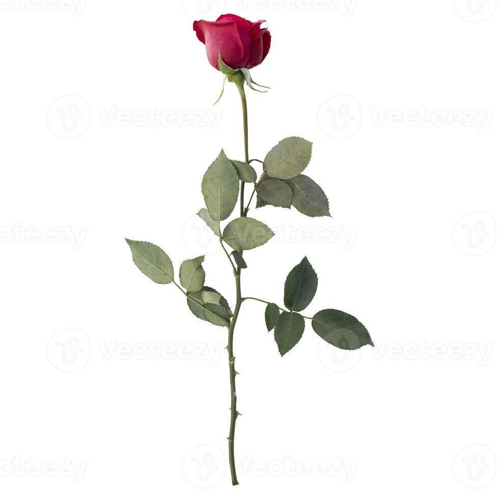 Rose flower stem isolated on white background photo