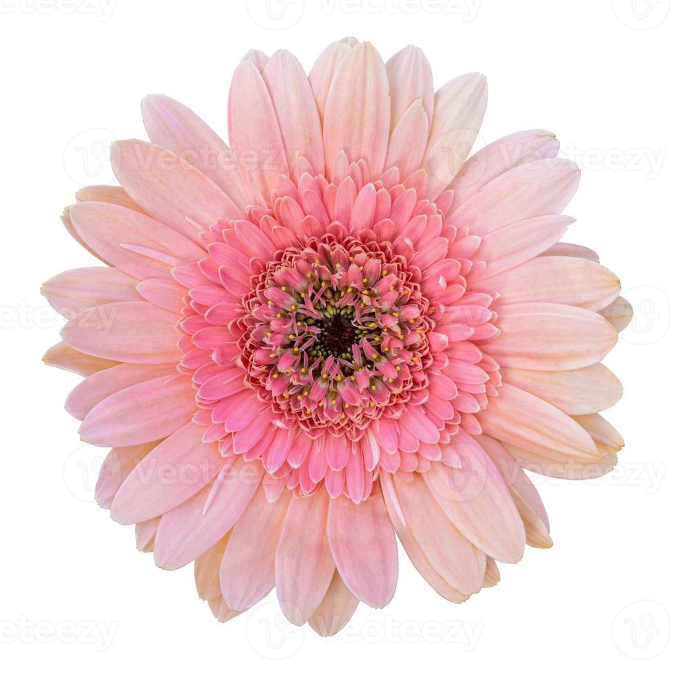 Pink gerbera daisy flower isolated on white background photo