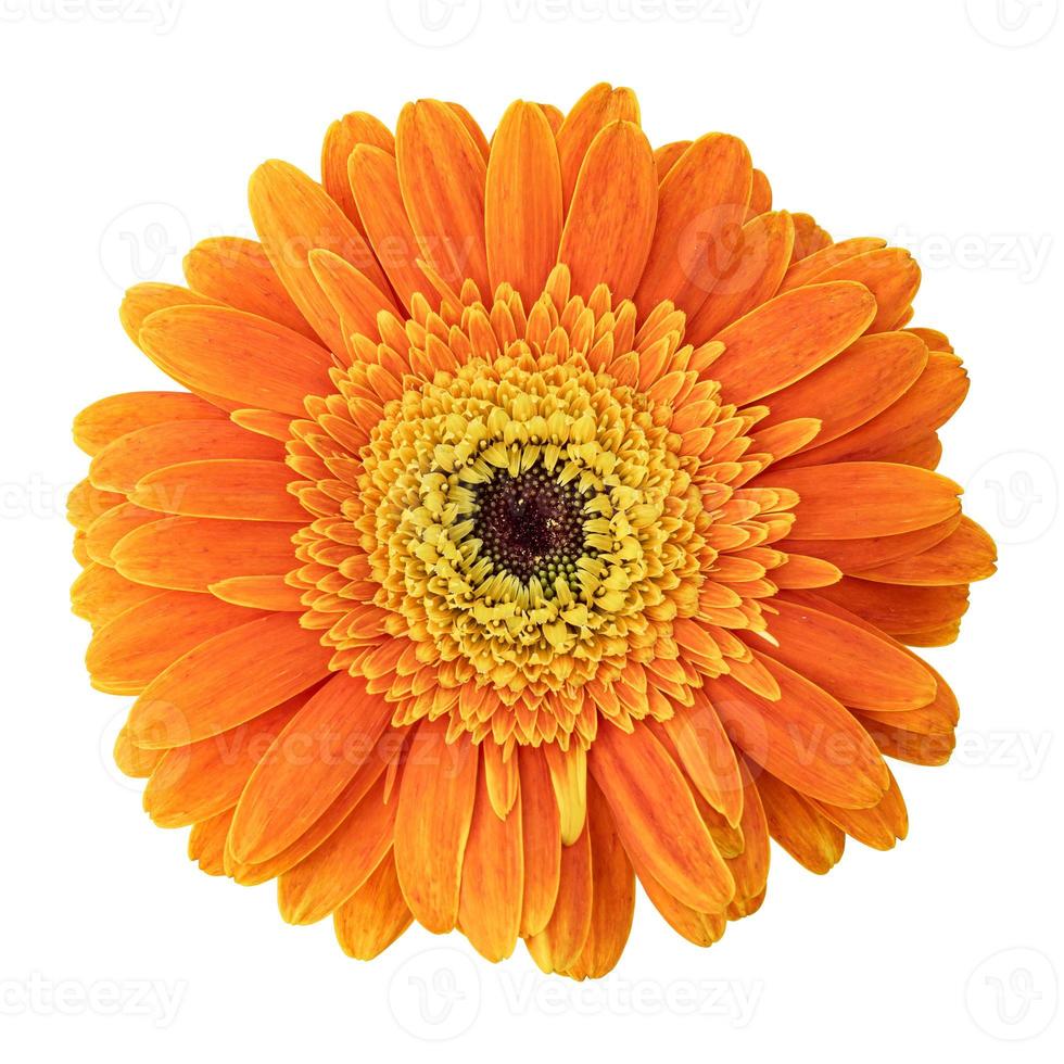 Orange gerbera daisy flower isolated on white background photo