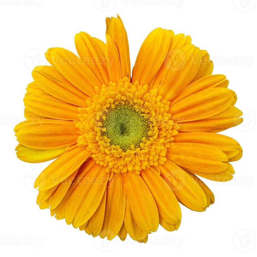 Yellow gerbera daisy flower isolated on white backgroundnd photo