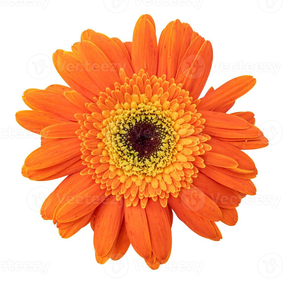 Orange gerbera daisy flower isolated on white background photo