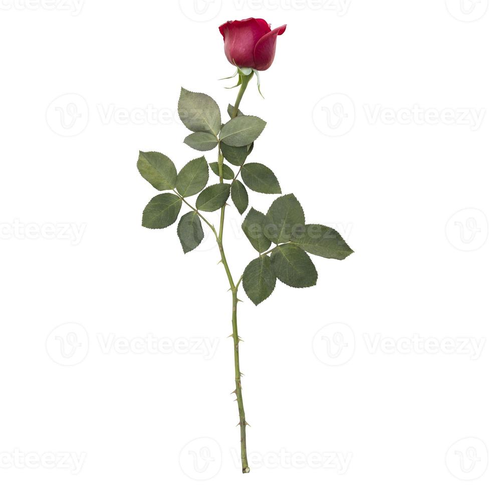 Rose flower stem isolated on white background photo