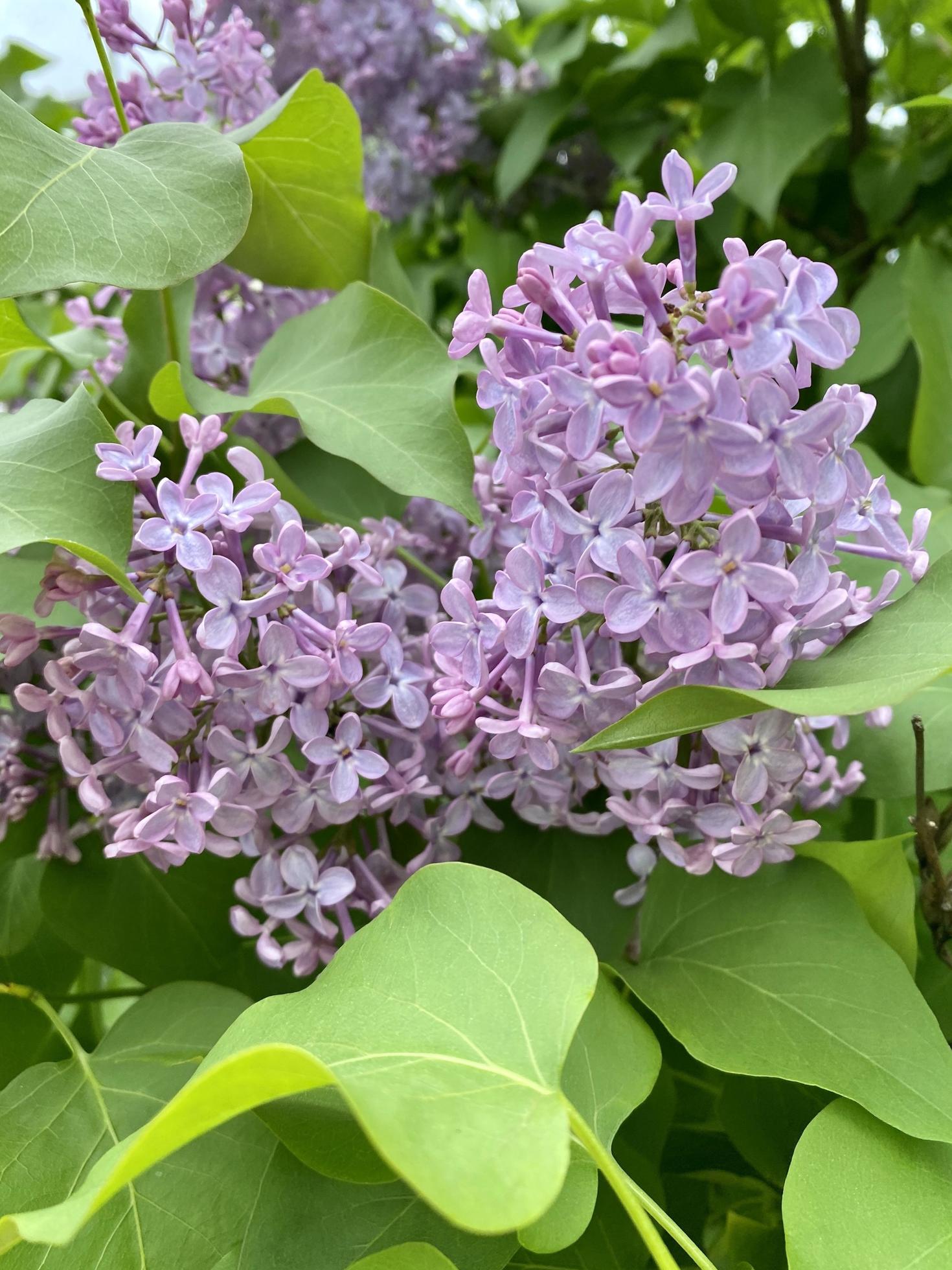 Photos of blooming lilacs. Beautiful lilac bush closeup. 8056537 Stock
