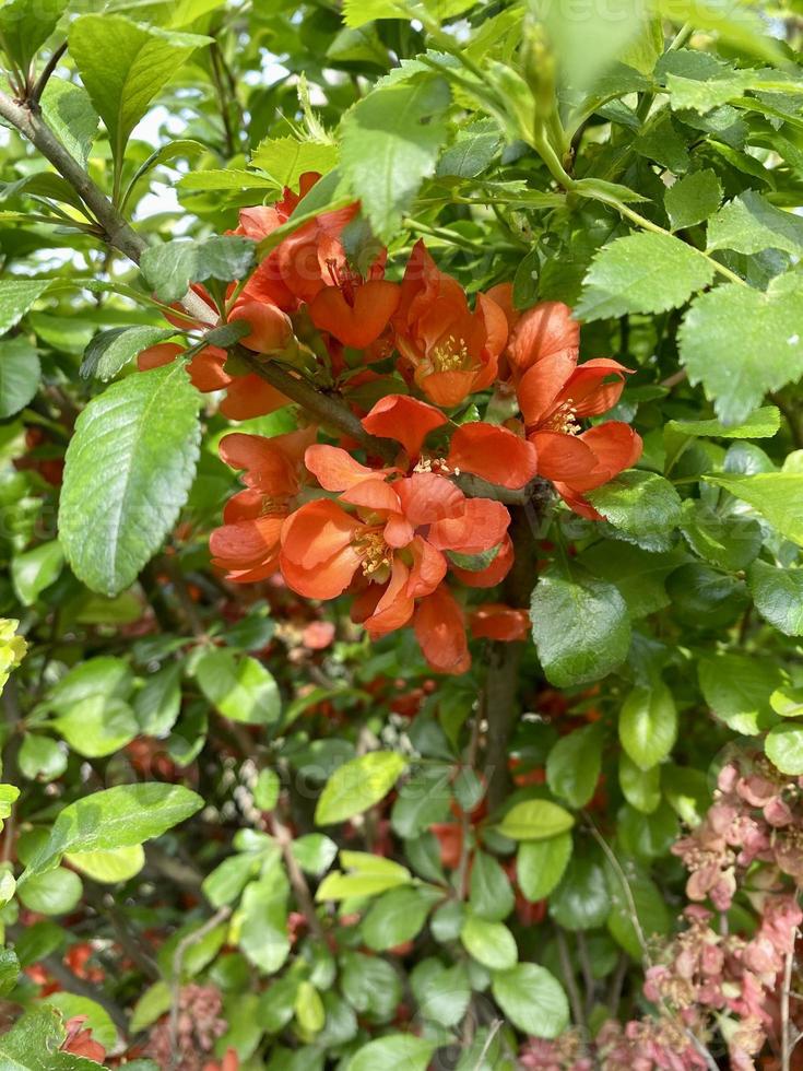 Photos of a flowering bush of Japanese quince. Red quince flowers