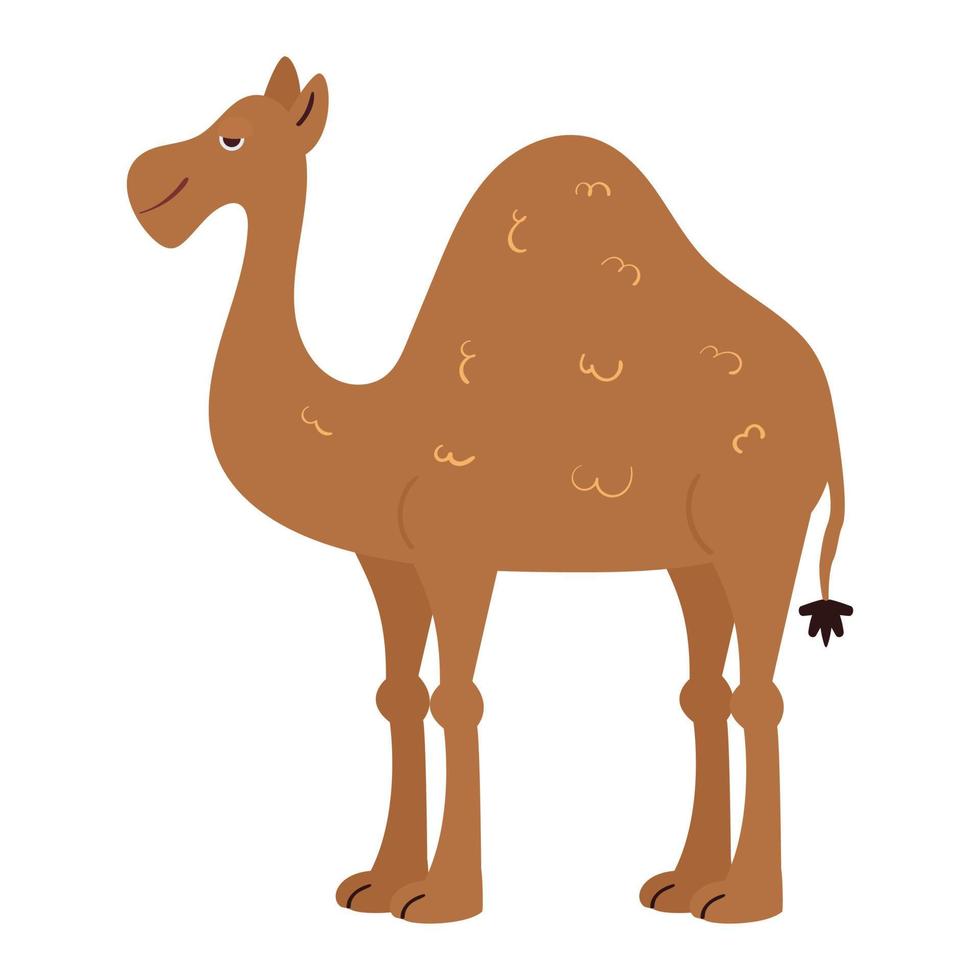 Cute african camel vector