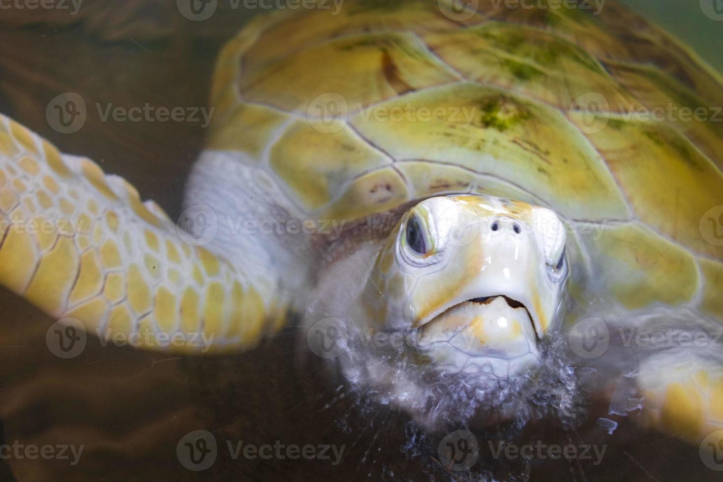 White albino sea turtle hawksbill turtle loggerhead sea turtle swims. photo