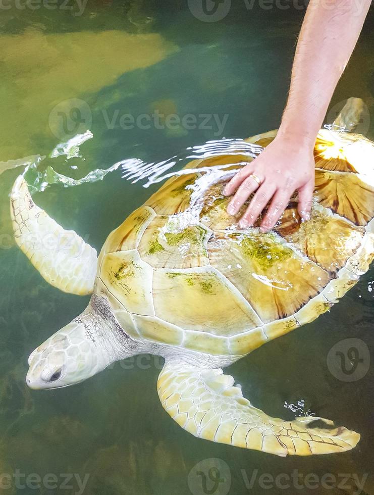 White albino sea turtle hawksbill turtle loggerhead sea turtle swims. photo