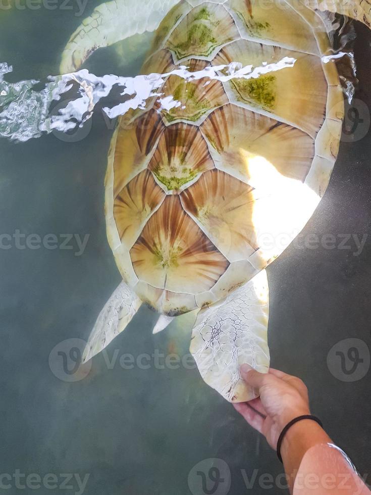 White albino sea turtle hawksbill turtle loggerhead sea turtle swims. photo