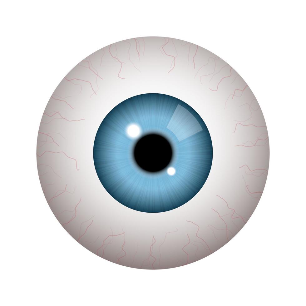 Realistic human eyeball vector