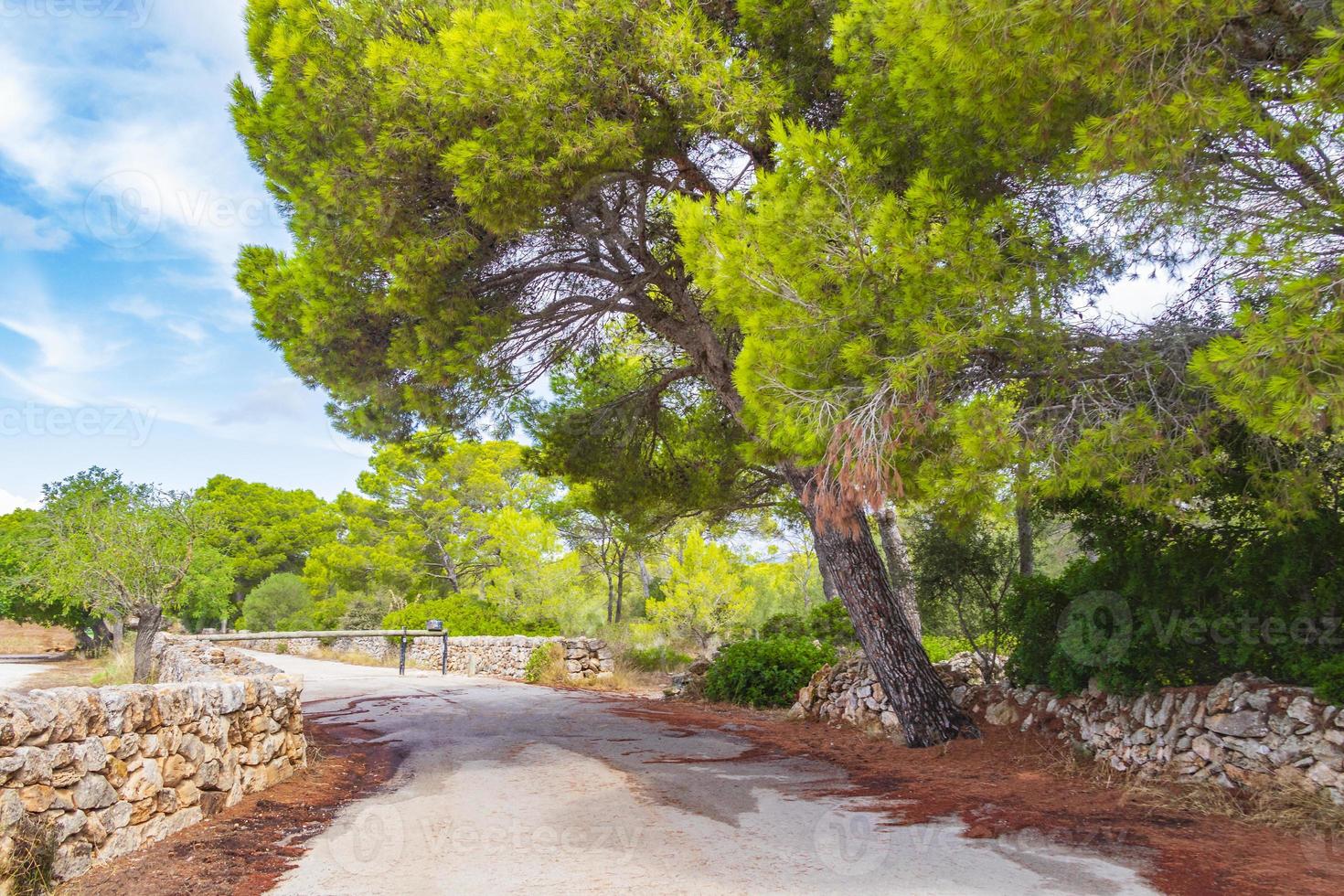 sendero natural en el bosque parc natural de mondrago mallorca. foto