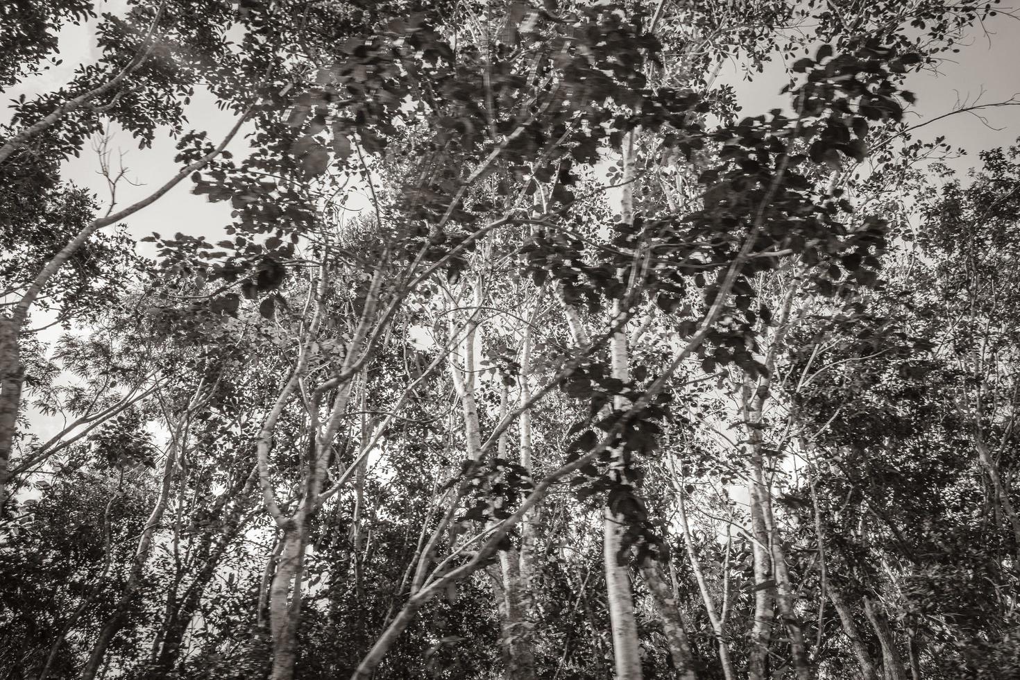 Tropical plants at natural jungle forest Playa del Carmen Mexico. photo