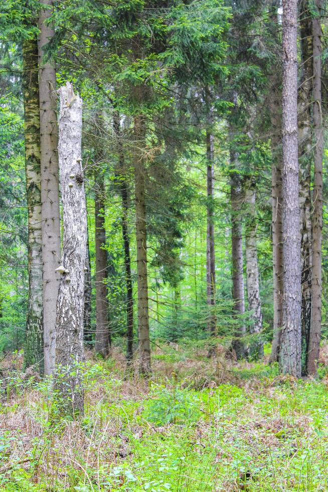 Natural panorama view with pathway green plants trees forest Germany. photo