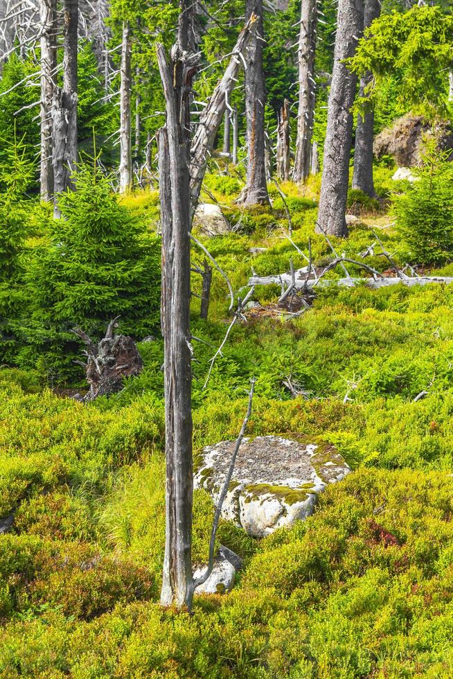 Forest panorama fir trees at Brocken mountain peak Harz Germany photo