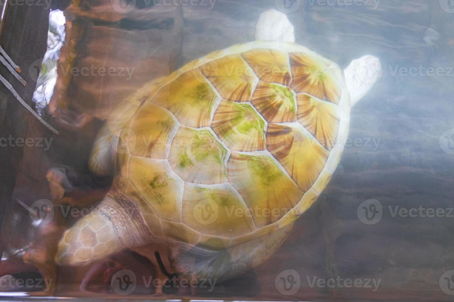 White albino sea turtle hawksbill turtle loggerhead sea turtle swims. photo