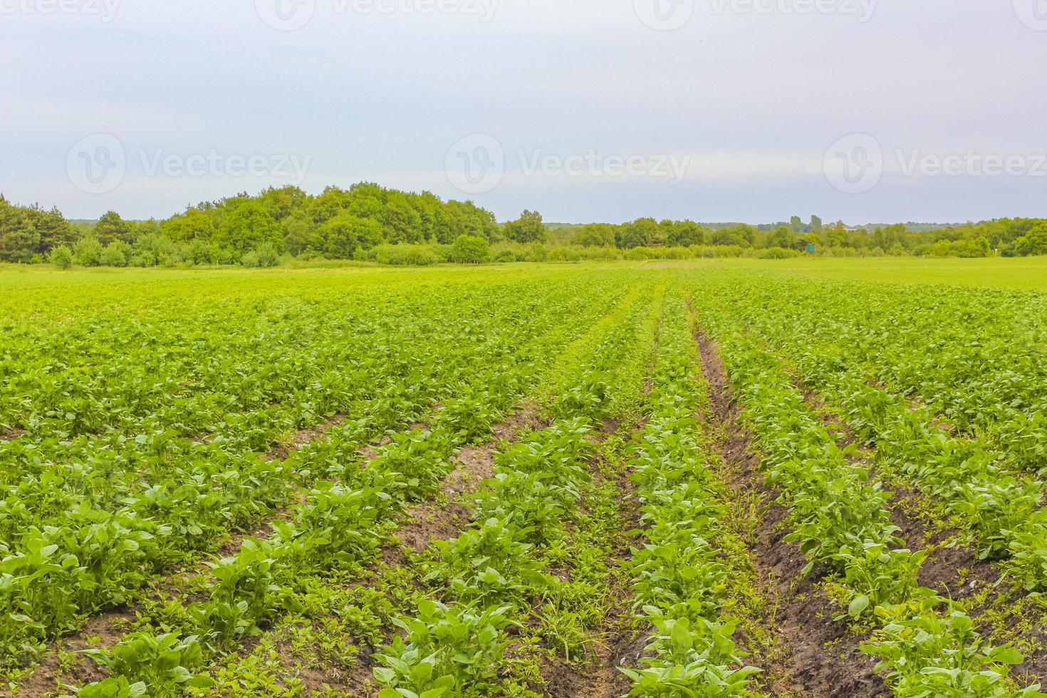 North German agricultural field wind turbines nature landscape panorama Germany. photo