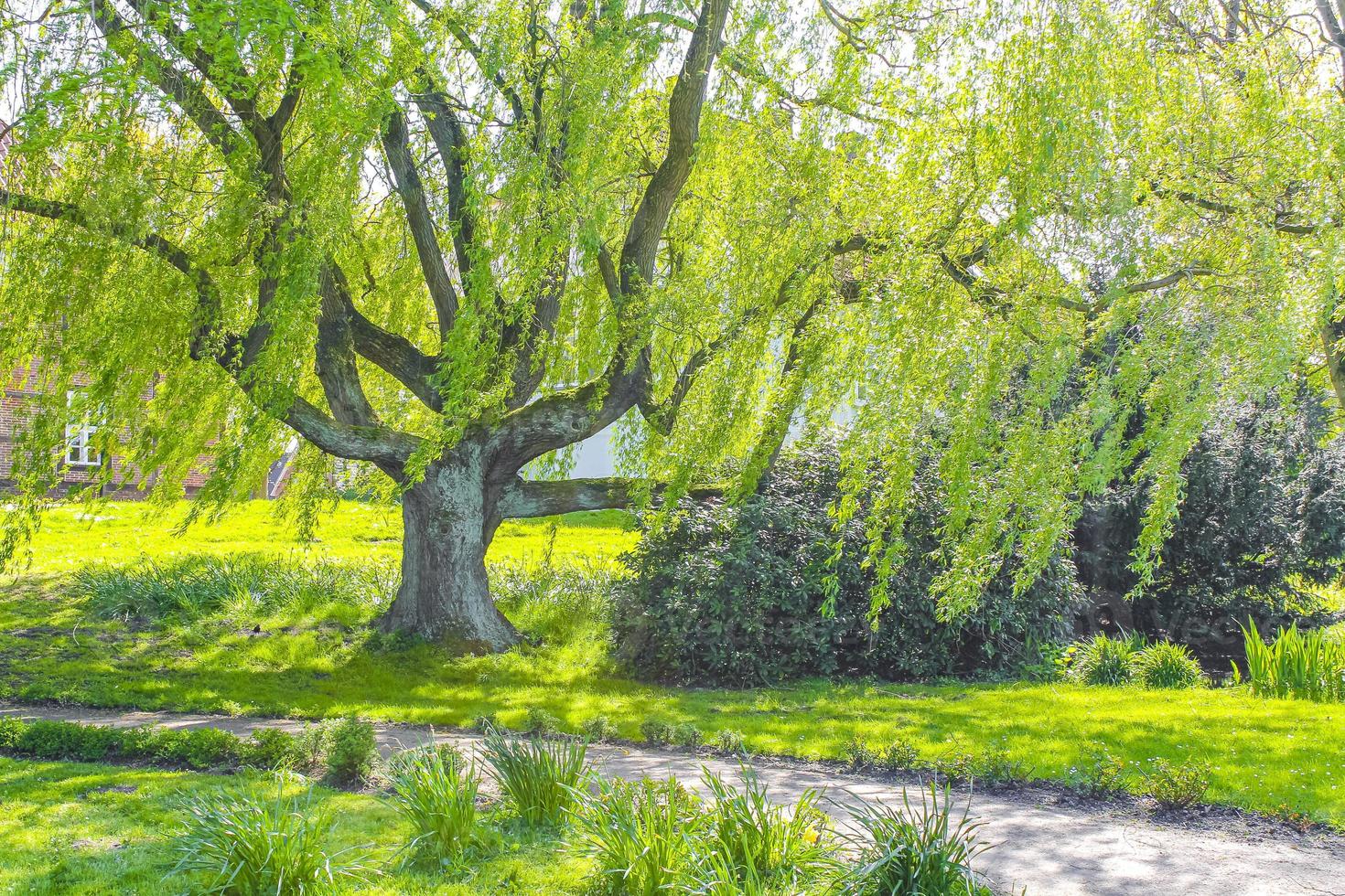 Majestic big old willow tree at Bad Bederkesa See Germany. photo