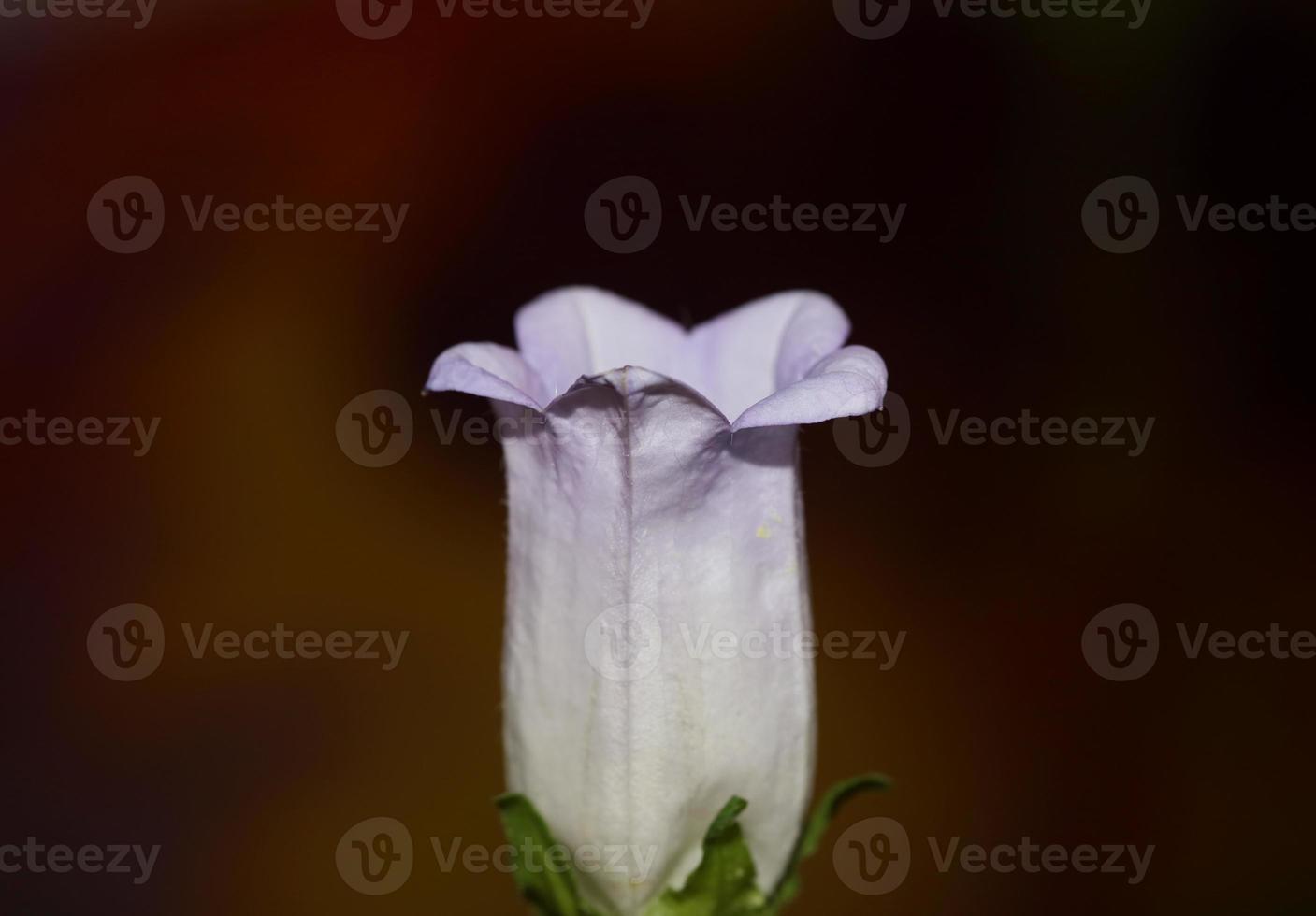 Flower blossom close up Campanula medium family campanulaceae high quality big size prints shop wall posters home decor natural plants photo