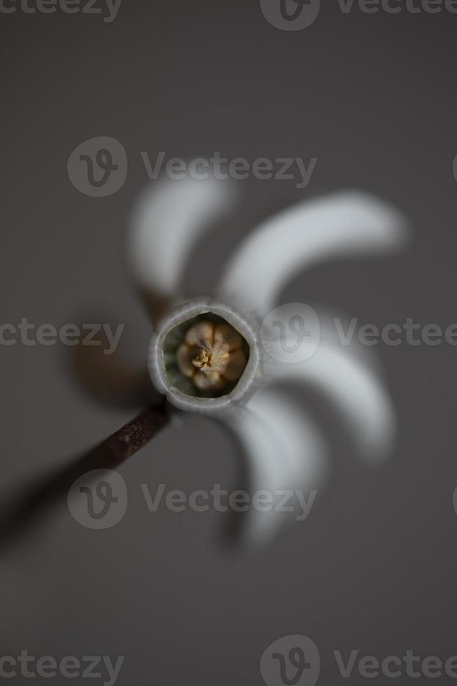 White flower blossom close up background cyclamen hederifolium family primulaceae high quality big size prints photo