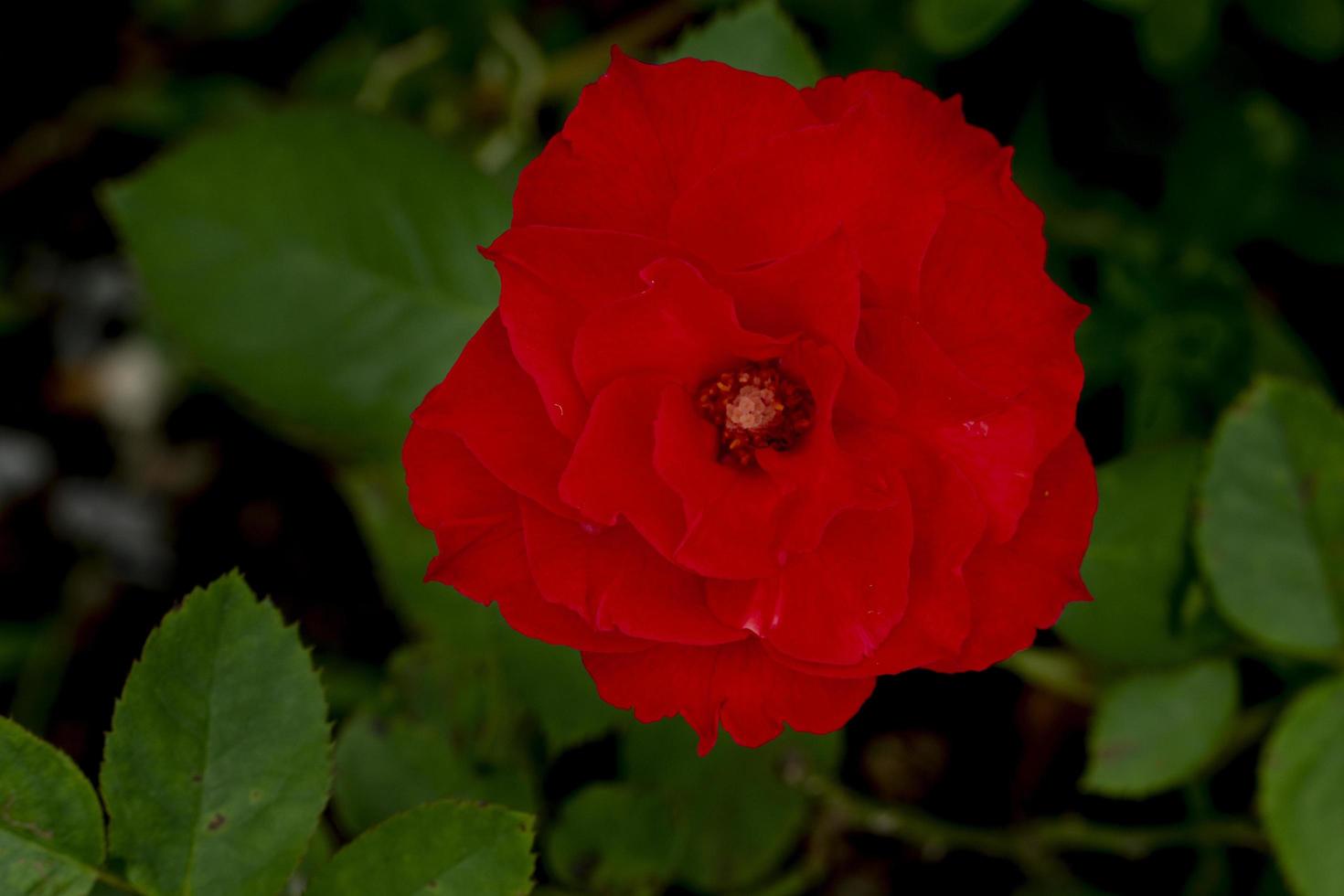 Above view of red rose fower on the tree. colcor is burning eyes. photo