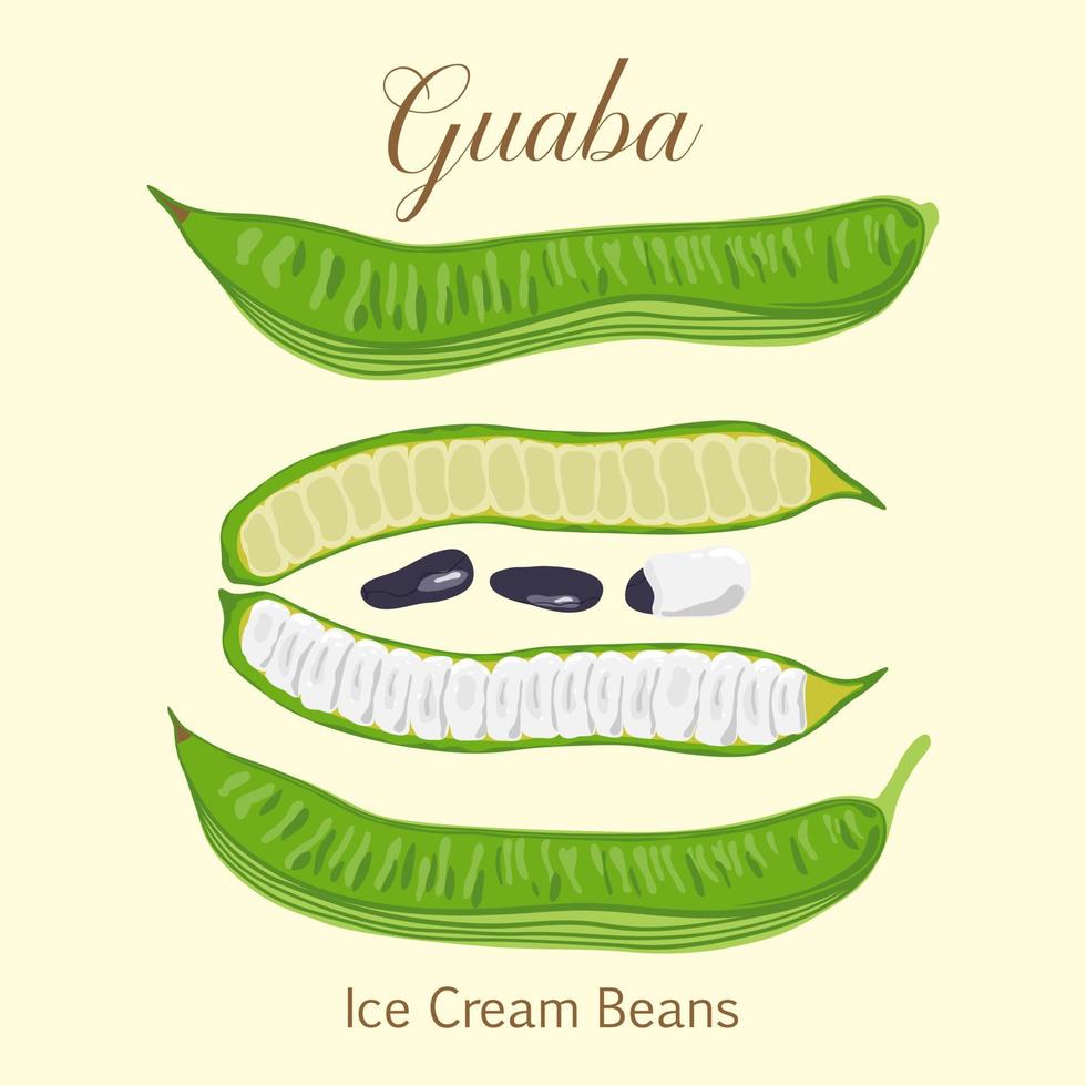 Tropical fruit Guaba Ice Cream Beans or Inga Edulis closed and open pods with seeds. Vector illustration of fresh South American tropical fruit Guaba or cuaniquil.