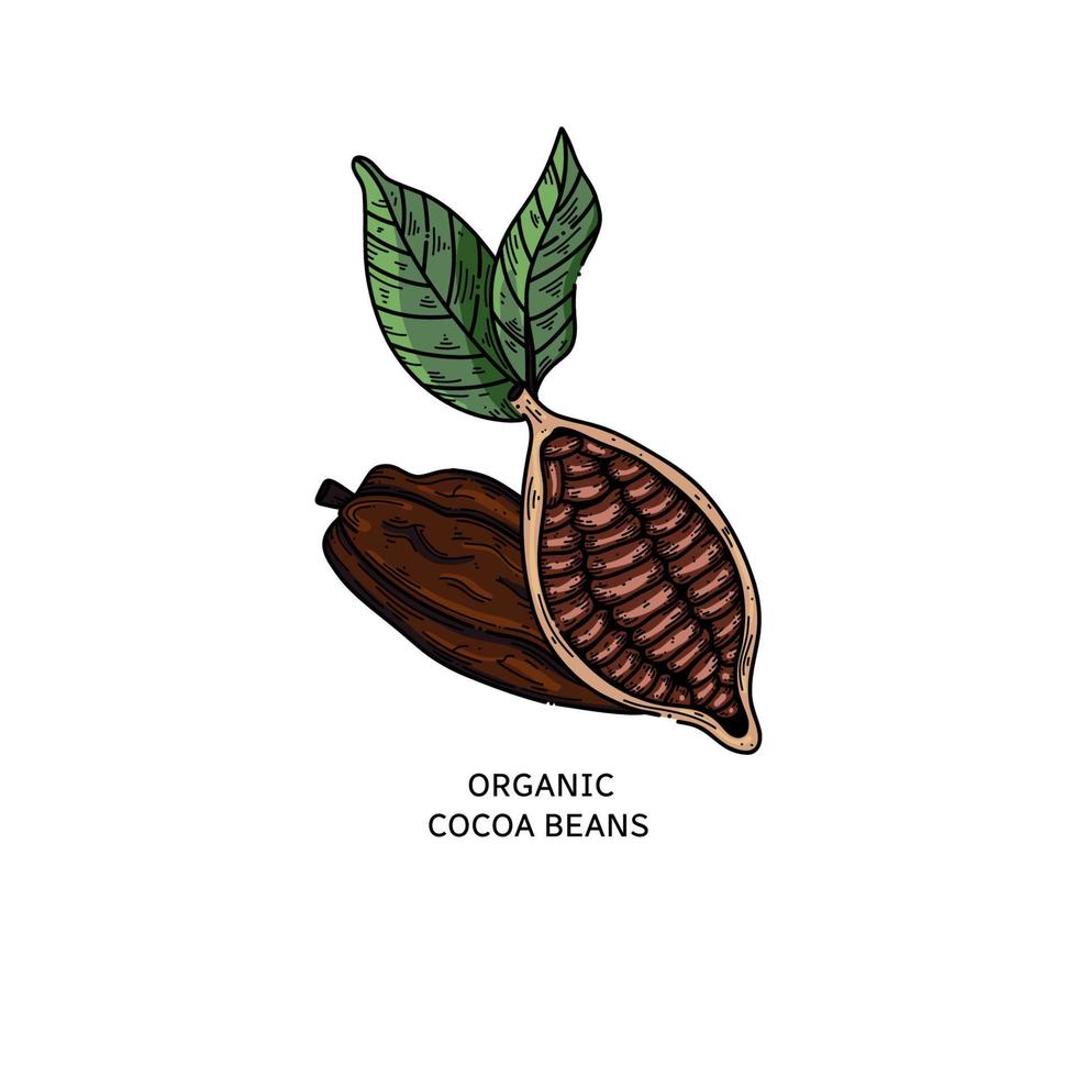 ilustración vectorial de cacao. boceto de garabato dibujado a mano para cafetería, tienda, menú. bosquejo de color granos de cacao para el diseño de chocolate vector