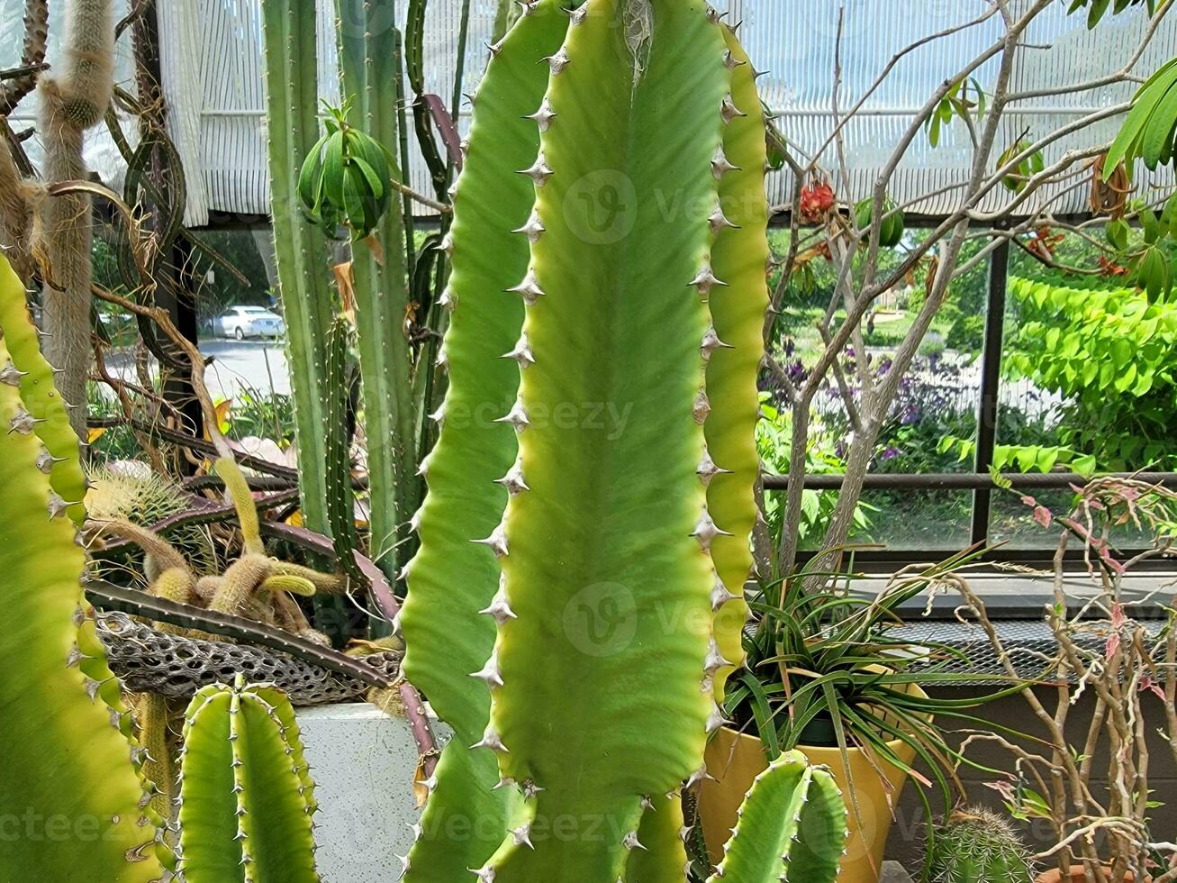 green cactus with sharp spikes or thorns in greenhouse photo