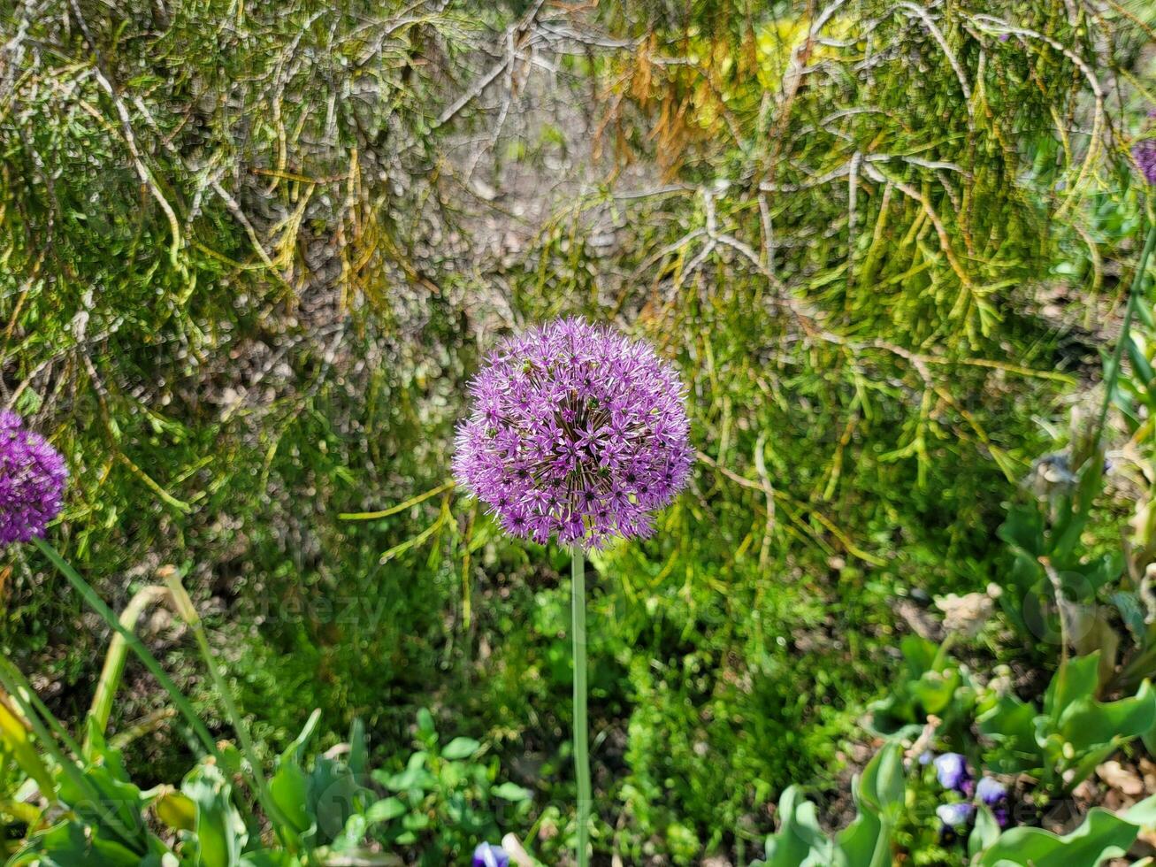 tall purple flower blooming with petals in spring photo