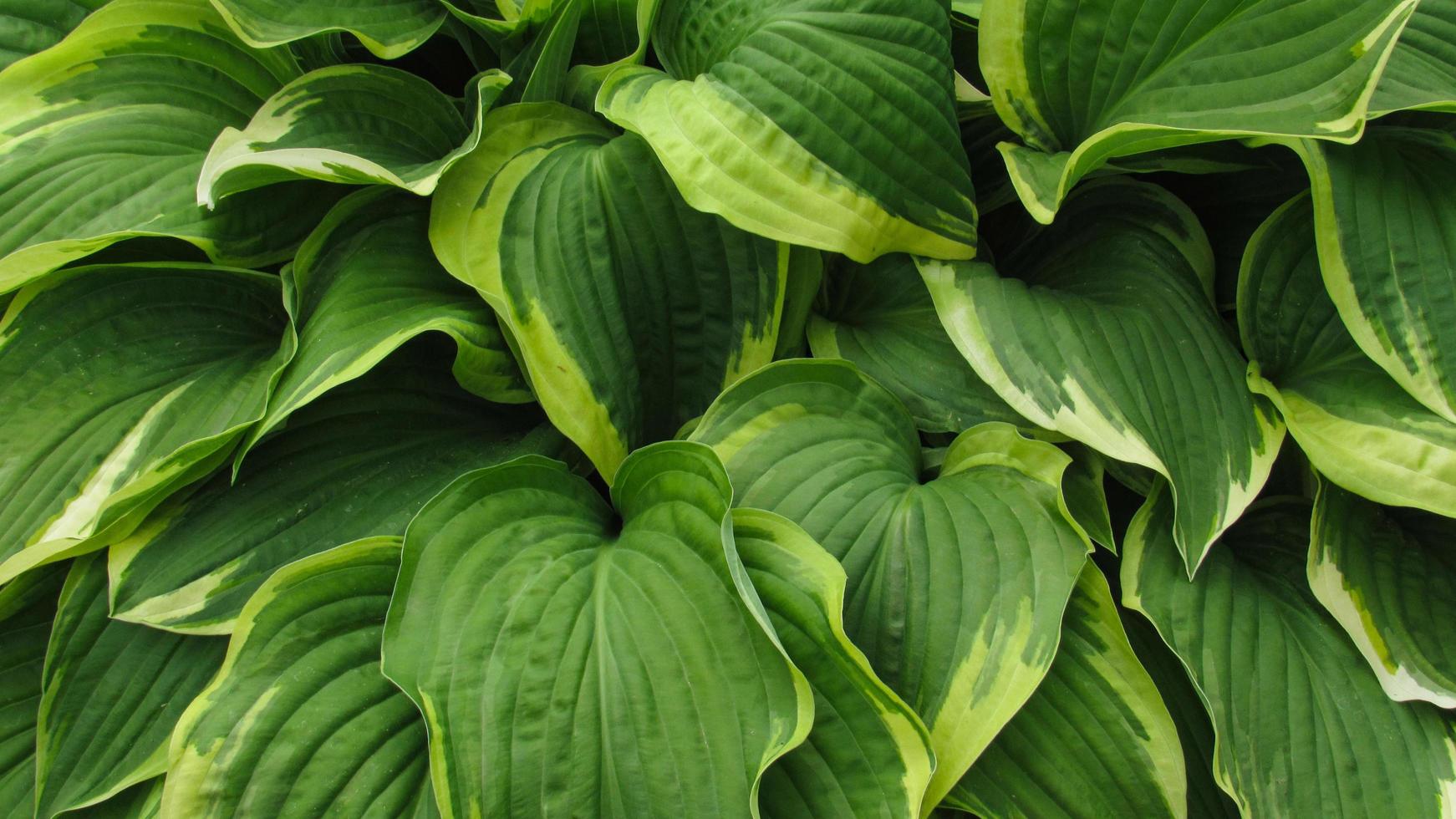 Green leaves texture background. Natural background and wallpaper photo