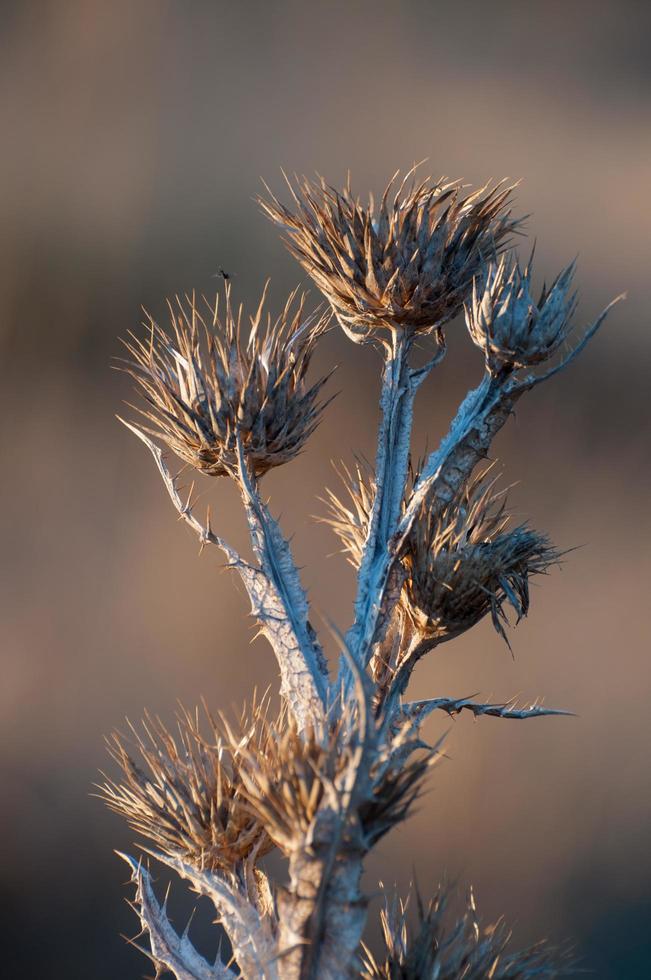 cardo de algodón seco a la luz del atardecer foto