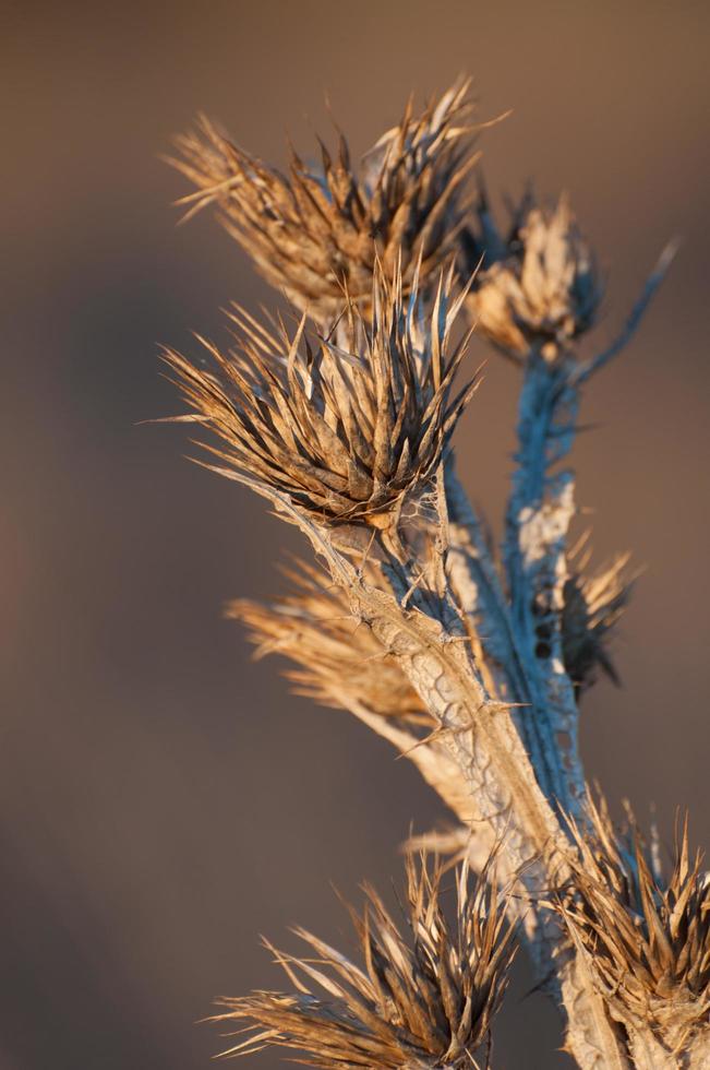 Dried thistle in the countryside, a plant with spiny leaves. Close up photo