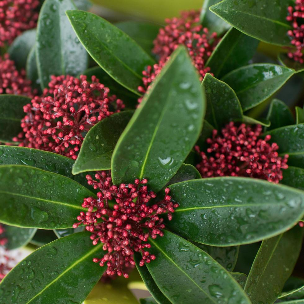 Close up of an evergreen plant with red inflorescence photo