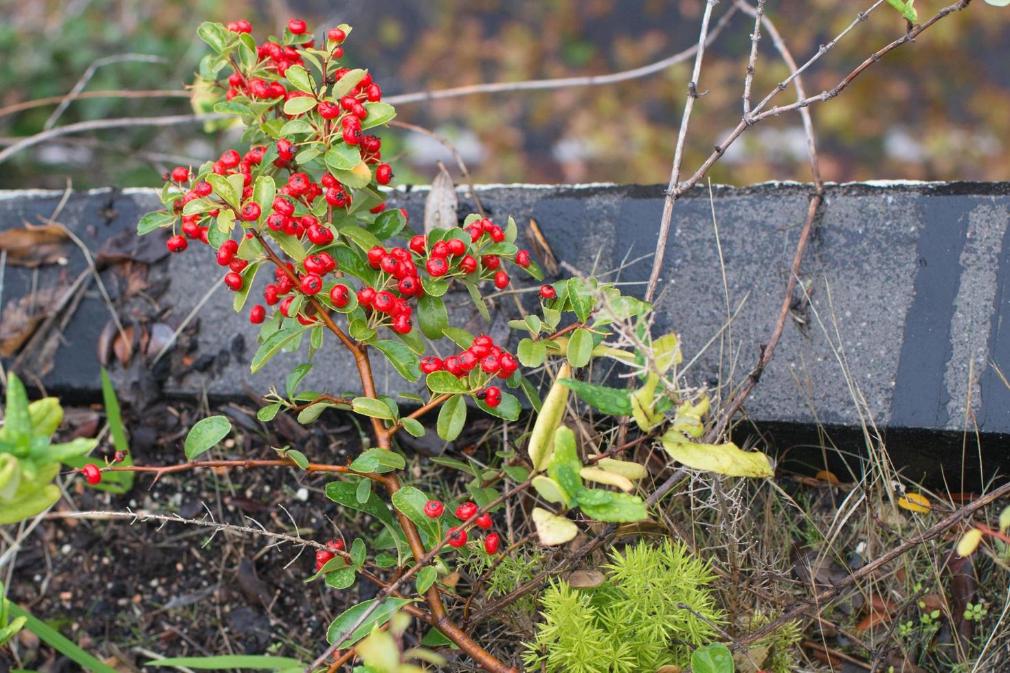 Close up of a pyracantha plant with its red fruits. Terrace in the city photo