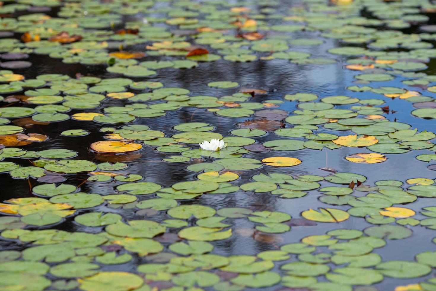 estanque de nenúfares con hojas y flores foto