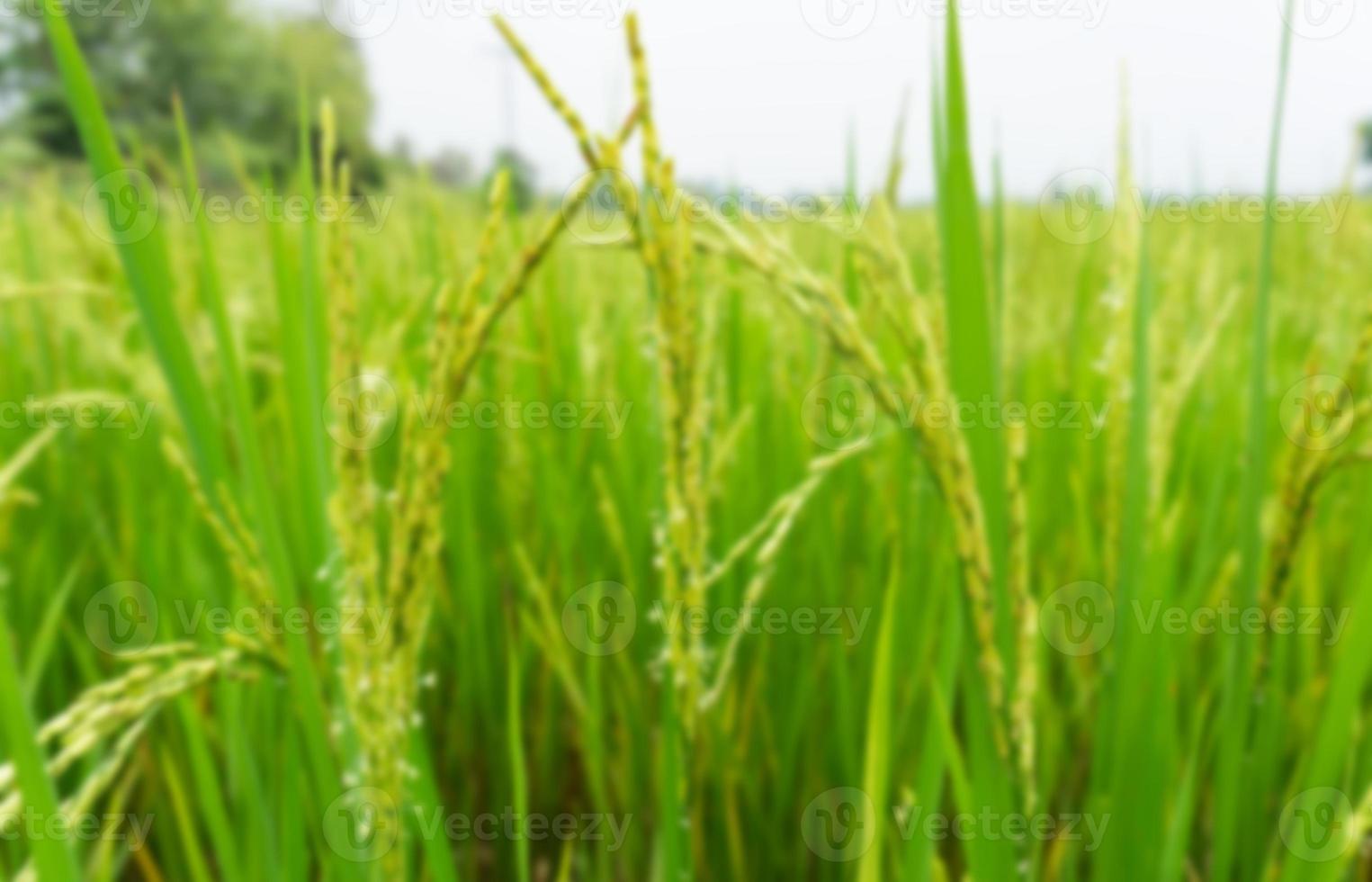 blur image rice field with rice flower close up shot blur background photo