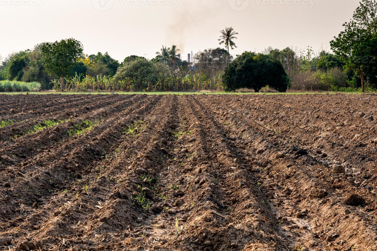 Sugarcane seedling planting on soil in plantation photo